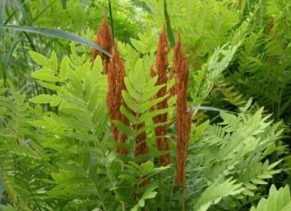 Царственный папоротник в Сочи