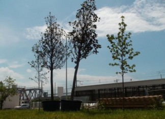 Корни в саркофаге