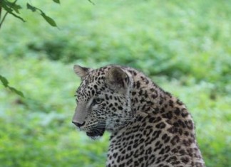 Экзамен для леопарда