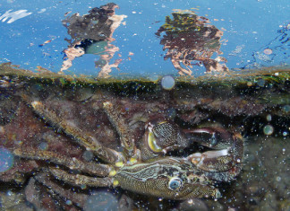 Творцы Мирных Морских Парков работали в Сочи Фото Александра Бескова