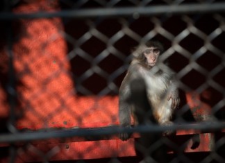 Обезьяны, люди и вакцина от старости