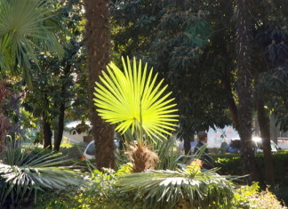 Пальма Колодяжного и сочинские долгоносики