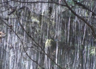 Китайская оса и русская рулетка в Сочи