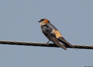 В Сочи прилетела первая рыжепоясничная ласточка