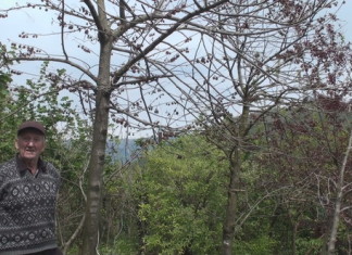 Молдовский ботанический сад Михаил Коноплянов под деревьями азимины. Фото автора.