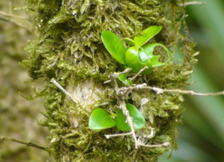 Самшит выводит себя из комы