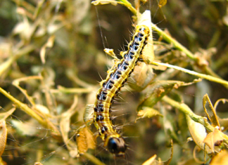 Все на борьбу с огнёвкой!