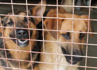 Сочинские дворняги и заграница