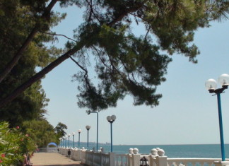 Есть ли жизнь без пальм?