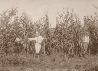 Как в Сочи боролись с насекомыми