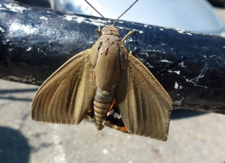 Морские ворота Сочи атакует пальмовый мотылек