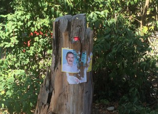 Мишка на выборах