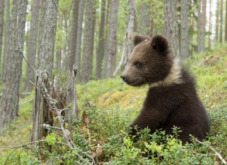 Медведи Кавказа и Камчатки разные
