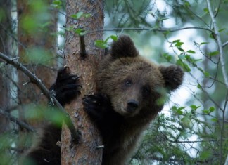 Туристы прикармливают медведей на Кавказе