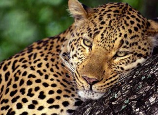 Аполитичность спортсменов ударит по леопардам