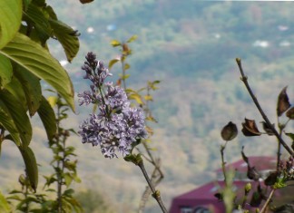 Осеннее обострение в Сочи: всё цветёт