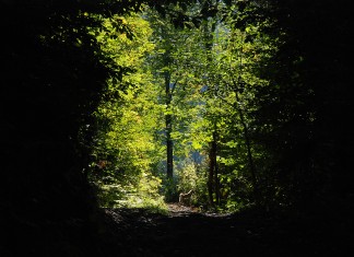 Администрация Президента сообщает: строительство дороги на Энгельманову поляну «не установлено» — это «разовый заезд физического лица»