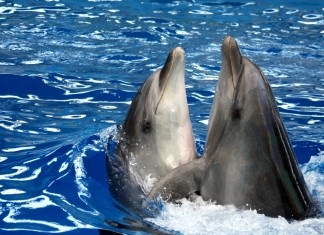 Эковахта: Эрнст уехал, дельфины остались