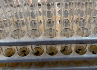 Самшитовый лес в пробирке