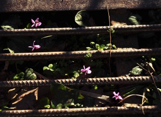 Весну не спрятать за решётку!