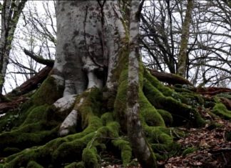 Евгений Витишко: «Обращаюсь  с просьбой помочь нам спасти Всемирное наследие»
