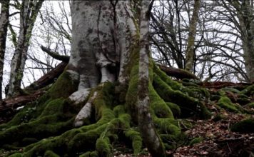 Евгений Витишко: «Обращаюсь с просьбой помочь нам спасти Всемирное наследие»