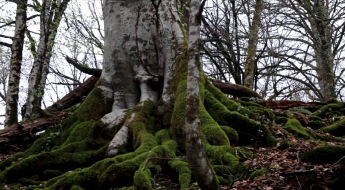 Евгений Витишко: «Обращаюсь с просьбой помочь нам спасти Всемирное наследие»