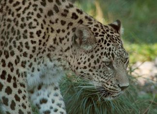 В Сочи выпустили леопардов на волю