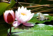 Мэрия Сочи замахнулась на свое святое