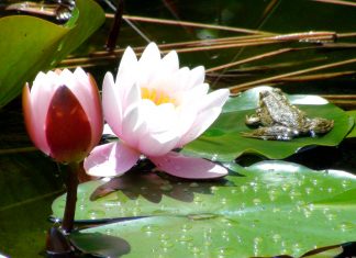 Мэрия Сочи замахнулась на свое святое