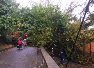 На улице Пионерской попадали деревья