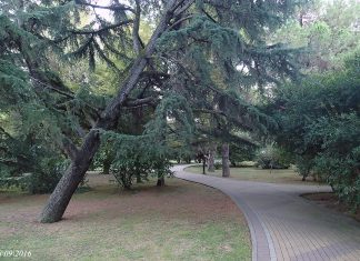 Есть такое дерево