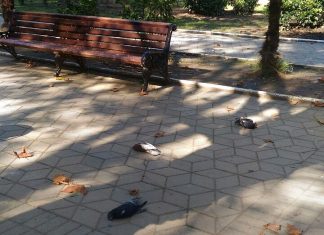Установлена причина массовой гибели голубей в Сочи