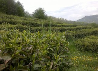 Мэрия Сочи пытается отобрать у арендаторов заброшенные чайные плантации