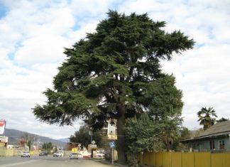 В Сочи спилен уникальный кедр