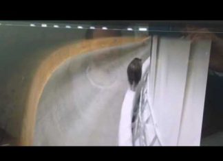 Медведь забрался в желоб санно-бобслейной трассы