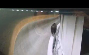 Медведь забрался в желоб санно-бобслейной трассы